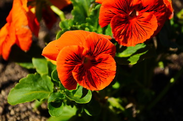The garden pansy is a type of large-flowered hybrid plant cultivated as a garden flower