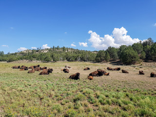 A herd of Bison in Yellowstone National Park