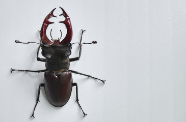 Stag beetle on a white background.