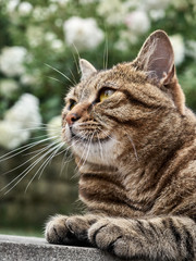 Portrait of a city cat on the street.