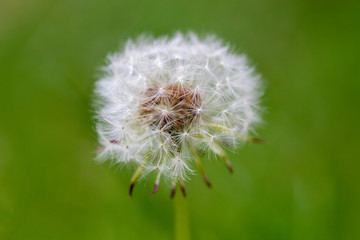 Close up of a dandelion head, Taraxacum, with a natural green background