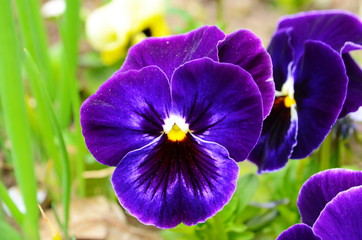 Fototapeta na wymiar The garden pansy is a type of large-flowered hybrid plant cultivated as a garden flower