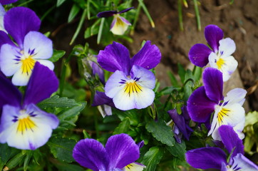 The garden pansy is a type of large-flowered hybrid plant cultivated as a garden flower
