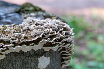 Saprophytic fungi, Coriolus versicolor, on a dead tree trunk