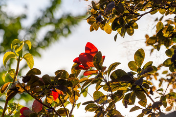 Green and red leaves backlit by the sun