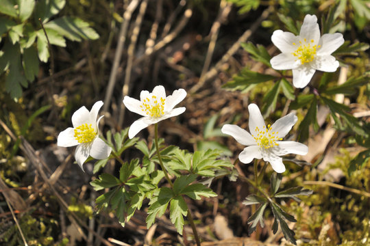 Röschen Bilder Durchsuchen 4,516 Archivfotos, und