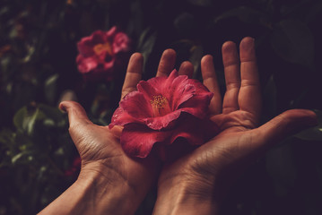 hands holding flower 