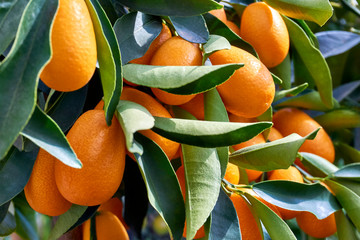 Closeup of many small oranges on an orange plant with green leaves.    