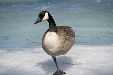 Canada Goose's Balancing Act