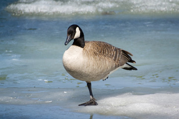 Canada Goose's Balancing Act