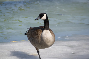 Canada Goose's Balancing Act