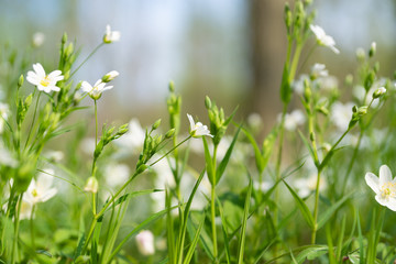 Stitchworts in the forest