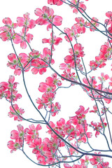 Pink Dogwood flowers