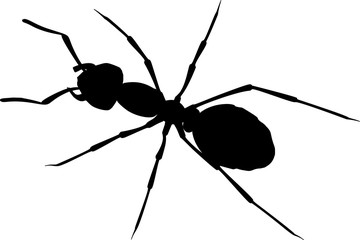 Realistic ant vector on white background