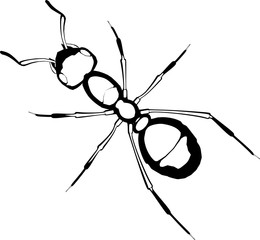 Realistic ant vector on white background