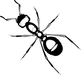 Realistic ant vector on white background