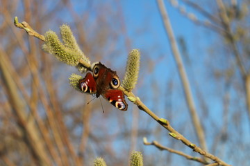 butterfly on a willow branch