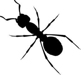 Realistic ant vector on white background