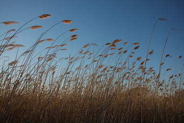 Obraz premium tall reeds on the pond