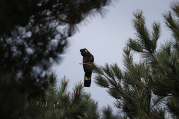 yellow tailed black cockatoo