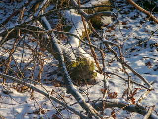 Forêt de Verzy sous la neige