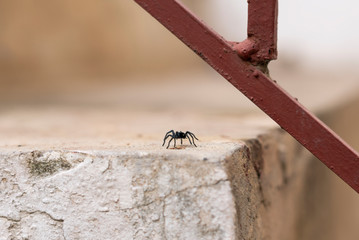 Tarantulas are the largest spiders in the lycoside family (Lycosidae), especially members of the Lycosa genus such as Lycosa tarantula