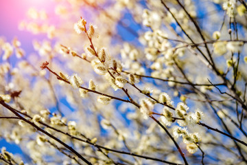 Blossoming willow in the early spring on a background of blue sky
