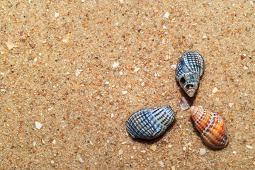 seashells in the sand, natural sand texture, macro
