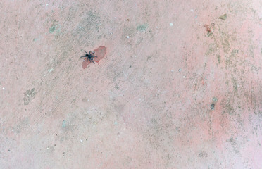 Tarantulas are the largest spiders in the lycoside family (Lycosidae), especially members of the...