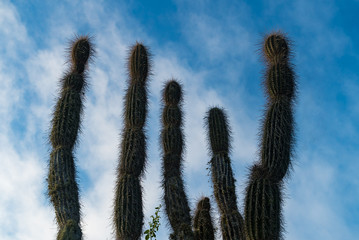 Cactus from low angle in front of blue sky and few clouds in Galapagos, Equator