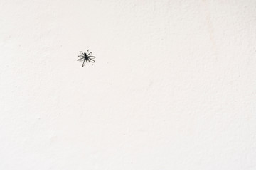 Tarantulas are the largest spiders in the lycoside family (Lycosidae), especially members of the...