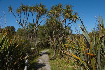 Fototapeta premium Hapuka Estuary Walk in Mount Aspiring National Park,West Coast on South Island of New Zealand 