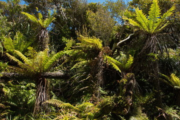 Fern trees on Wharekai Te Kou Walk at Jackson Bay in Mount Aspiring National Park,West Coast on South Island of New Zealand
