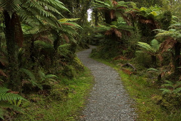 Kahikatea Swamp Forest Walk at Ship Creek in Mount Aspiring National Park,West Coast on South Island of New Zealand
