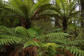 Fototapeta premium Fern trees on Kahikatea Swamp Forest Walk at Ship Creek in Mount Aspiring National Park,West Coast on South Island of New Zealand 