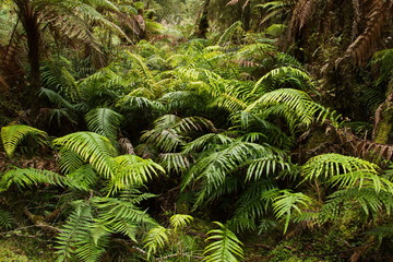 Vegetation at Lake Matheson on West Coast on South Island of New Zealand
