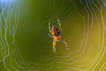 Female garden-spider sits in the center of its web
