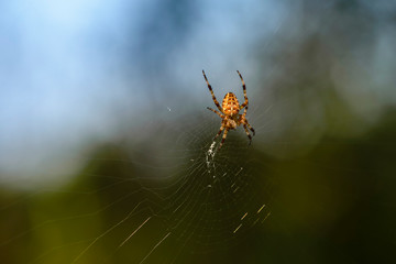 Female garden-spider sits in the center of its web