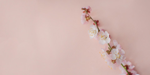 white apricot flowers on a pink background