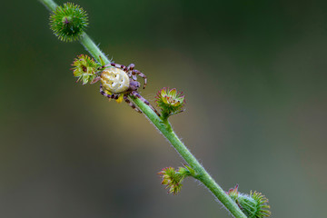 Female garden-spider sits on a grass stem