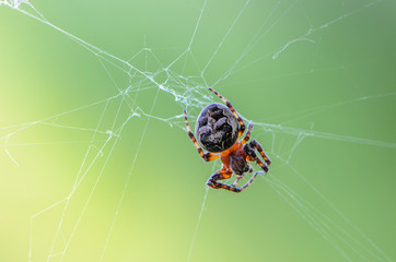 Female garden-spider sits in the center of its web