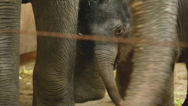 An adorable newborn Asian elephant testing it's surrounding while staying close to the adult mother, Zoo Planckendael