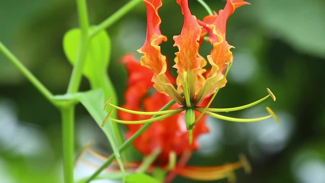 Flower of a Glory Lily blooms during the monsoon season in the Western Ghats of India  rains at their peak, its a poisonous plant with some medicinal uses , the petals look like flames yellow to red