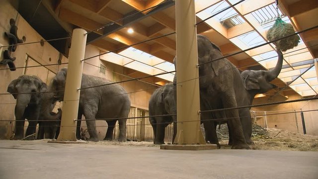 Wide shot of a small captived Asian elephant family feeding on hay and fruit in an enclosure, Zoo Planckendael