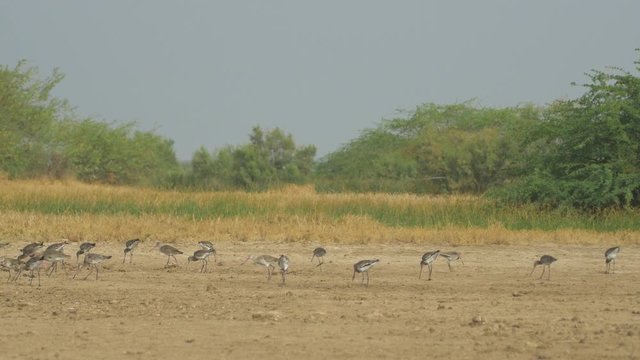 Wide shot of  Flock of Black Tailed Godwit birds spread around is feeding on the ground near a water body and grass during late evening at  sunset in the Little Rann of Kutch Gujarat India
