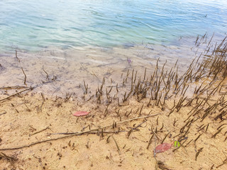 The roots of the mangrove tree and sea water.