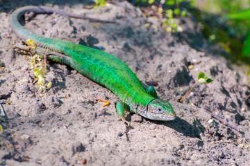 European green lizard on a sunny Spring day