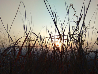 sunset in the grass