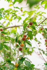 Dovyalis hebecarpa, with common names Ceylon gooseberry, ketembilla, and kitambilla, is a plant in the genus Dovyalis, native to Sri Lanka and southern India