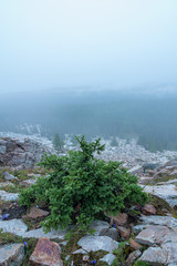 View from the top of the mountain at the misty valley with lonely green spruce on the rocks